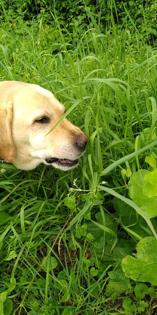 mon labrador iako en train de manger de l’herbe