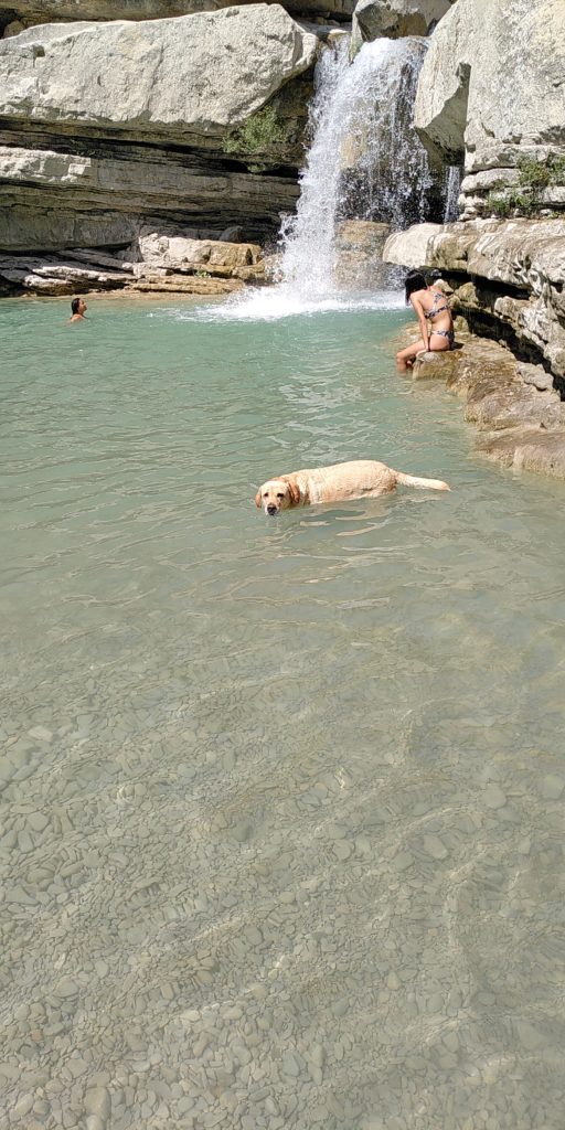 labrador heureux dans de l’eau