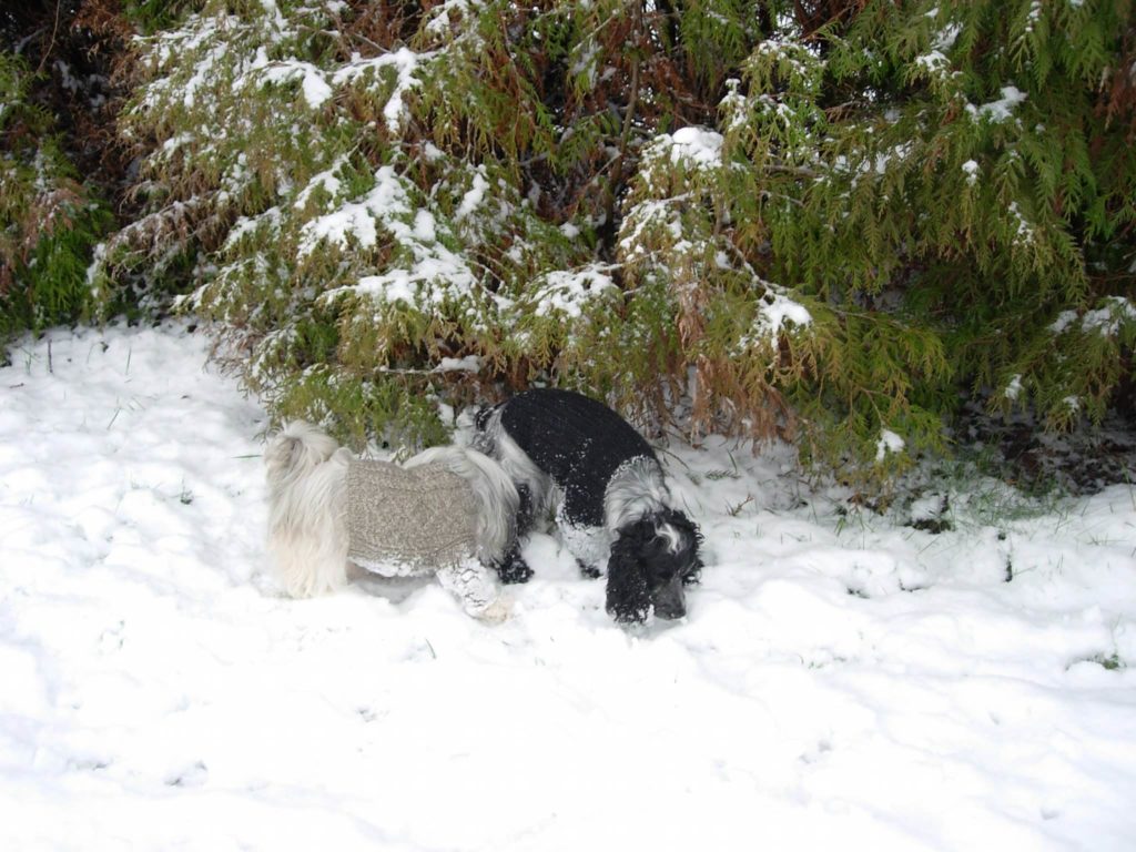 un lhassa apso et un cocker en train de renifler dans la neige