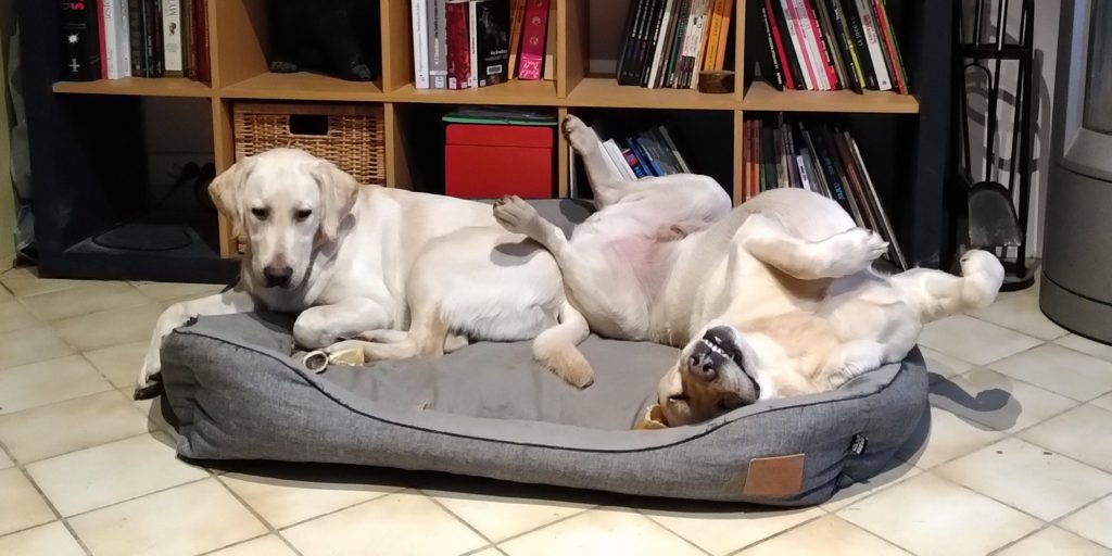 deux chiens dans le même panier, dont un est sur le dos