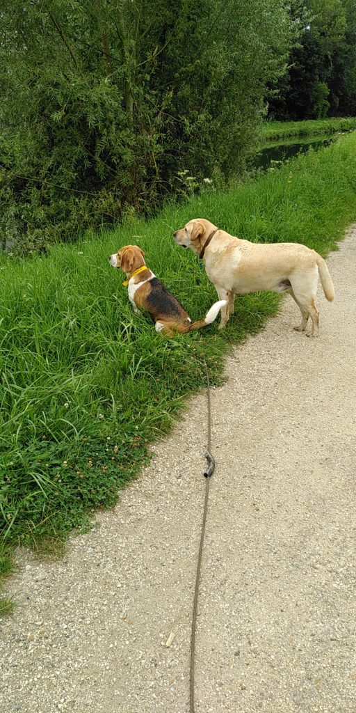 Un beagle et un labrador côtes à côtes observent quelque chose au loin