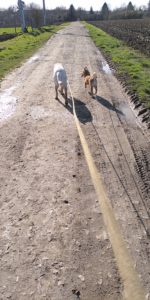 deux chiens marchant côte à côte attachés