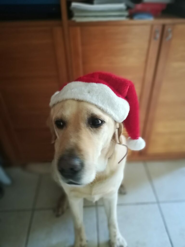 iako porte un chapeau de Noël, il tourne la tête et on voit le blanc de ses yeux.