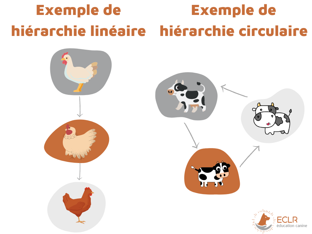 Un dessin montrant une hiérarchie linéaire entre des poules. A domine B qui domine C. 
Un autre dessin montre une hiérarchie circulaire entre des vaches. A domine B qui domine C qui domine A.