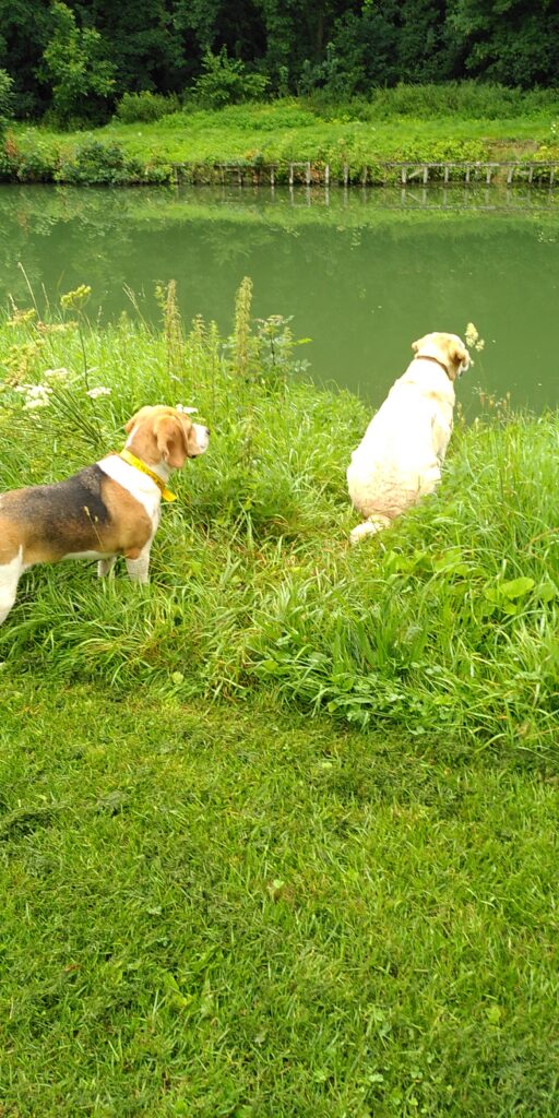 Photo d’un chien assis au bord d’un canal, il regarde la rive d’en face. Son cou et son dos sont alignés.
