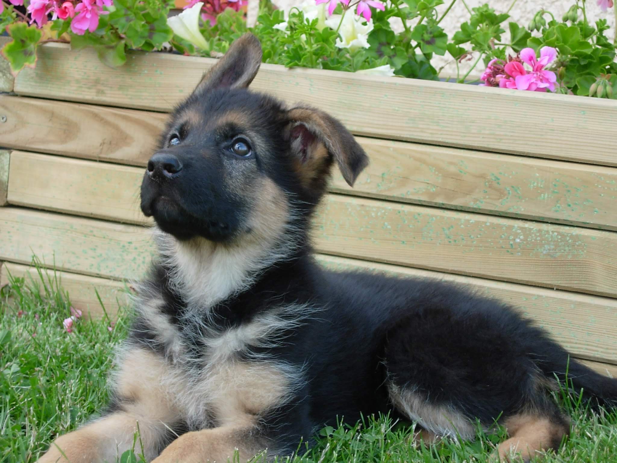 Chiot berger allemand