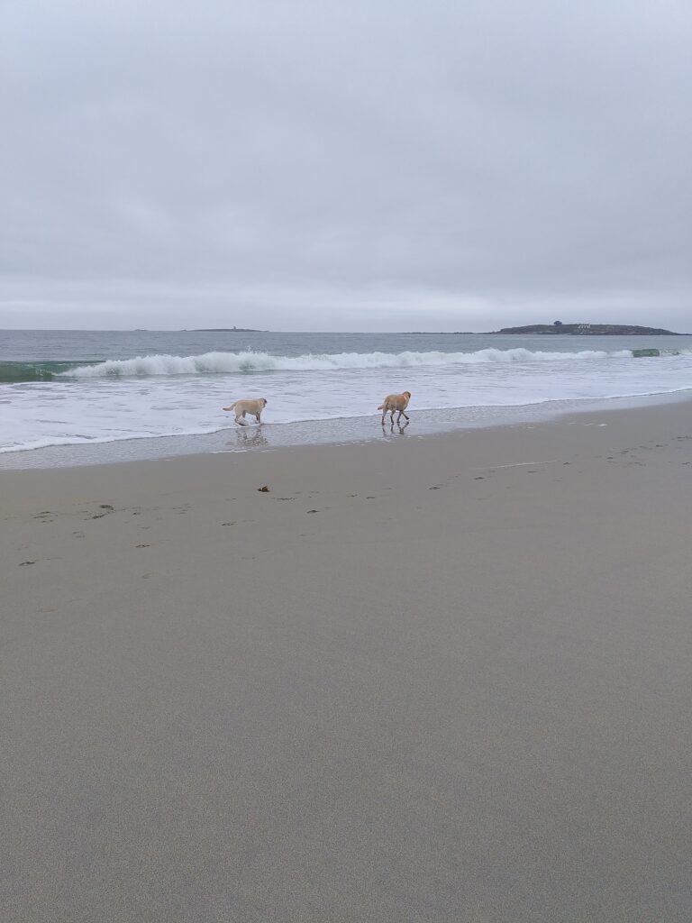 deux labradors marchant sur une plage