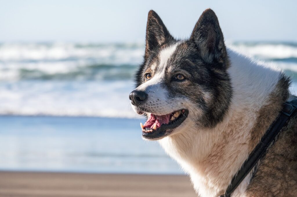 dog beach water sand coast animal 8445917