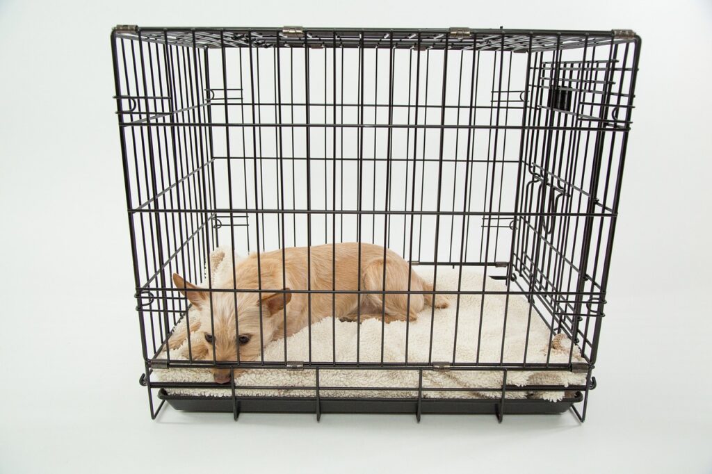 dog cage only cage cage cage 843801