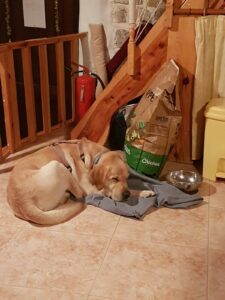 un chien s’est endormi devant une gamelle vide. Il a encore son harnais. Un paquet de croquettes est posé contre le mur derrière lui.