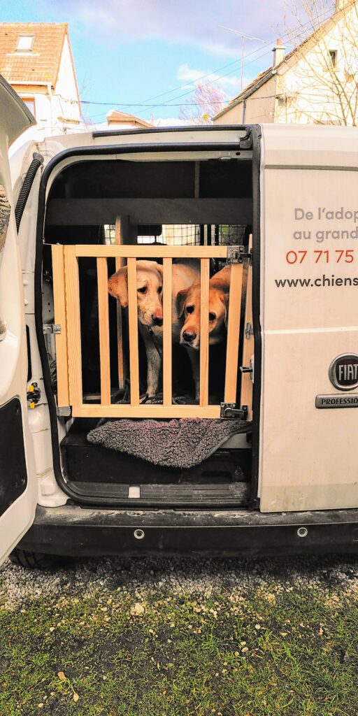 deux labradors à l’arrière d’un utilitaire qui a été aménagé en grande cage