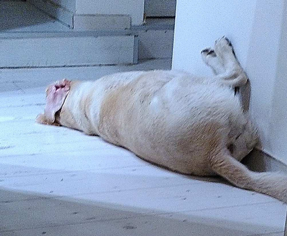 chien labrador couché sur le dos contre un mur, ses pattes arrière sont en appui sur le mur