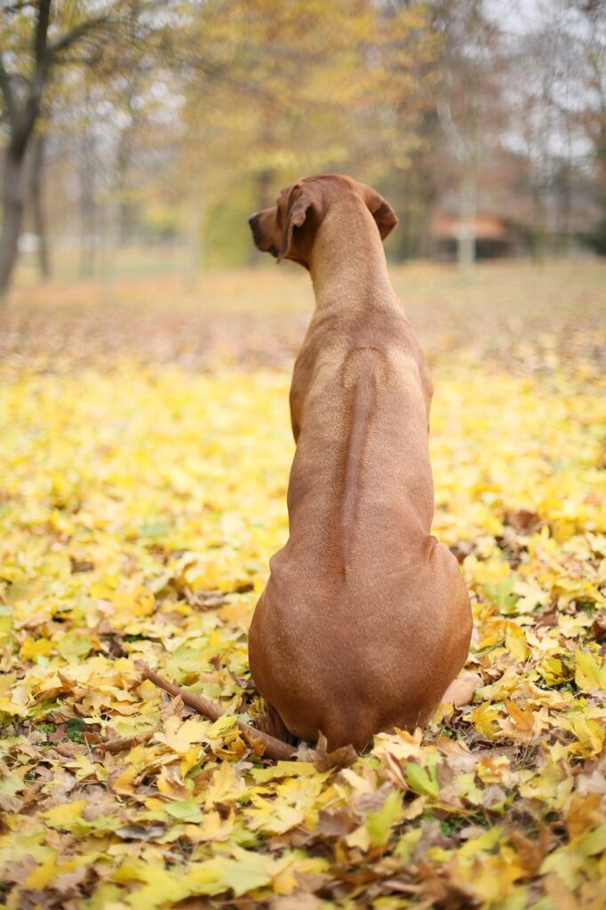 ridge ridgeback autumn october 4102550