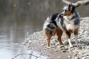 dog australian shepherd canine 343861