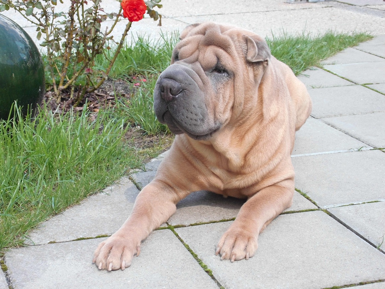 dog fold dog shar pei chinese 1721499