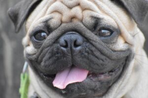 pug round eyes wrinkles tongue 2660487