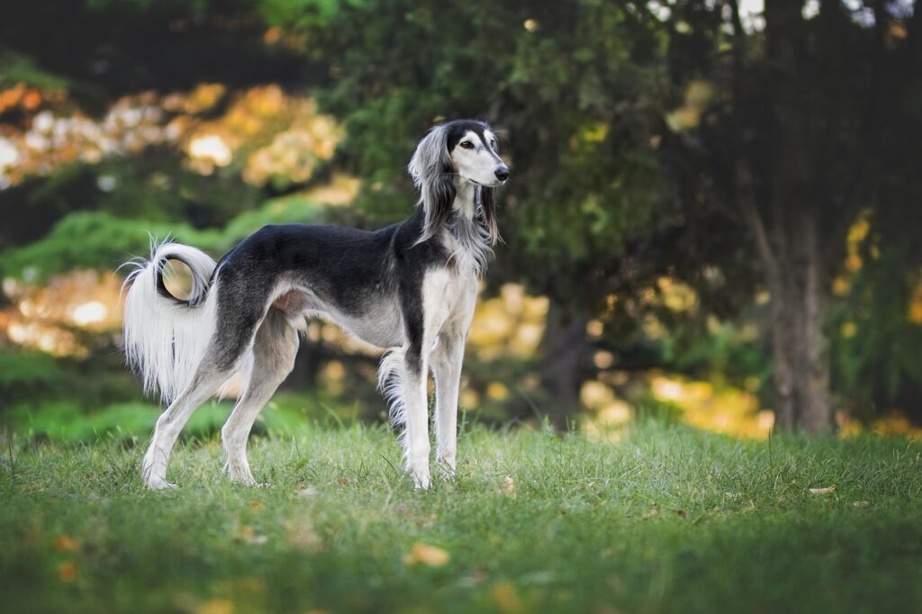 nature dog greyhound saluki pet 3047194